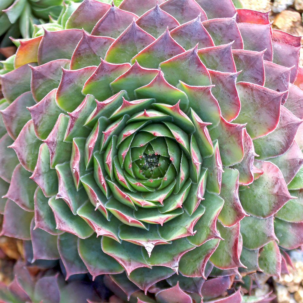 Sempervivum 'Jungle Fires' [limited] | MCG™