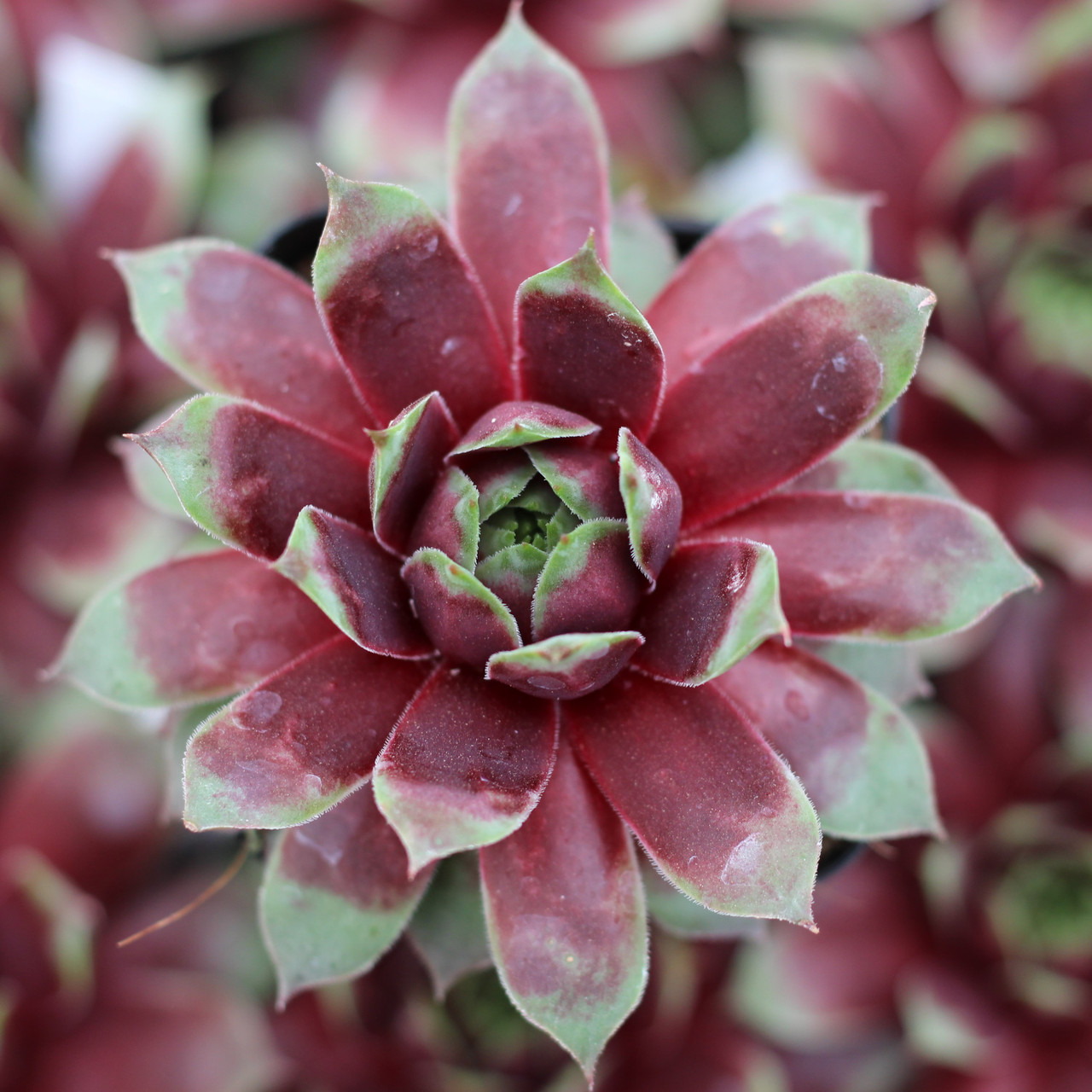 センペルビウム　Jungle Fires Sempervivum 'Jungle Fires' [limited] | MCG™