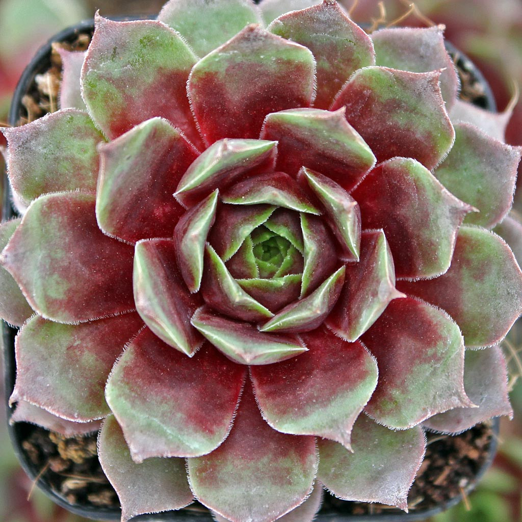Sempervivum 'Jungle Fires' [limited] | MCG™