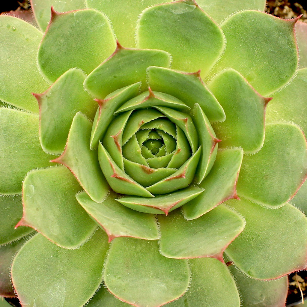 Sempervivum 'Jungle Fires' [limited] | MCG™