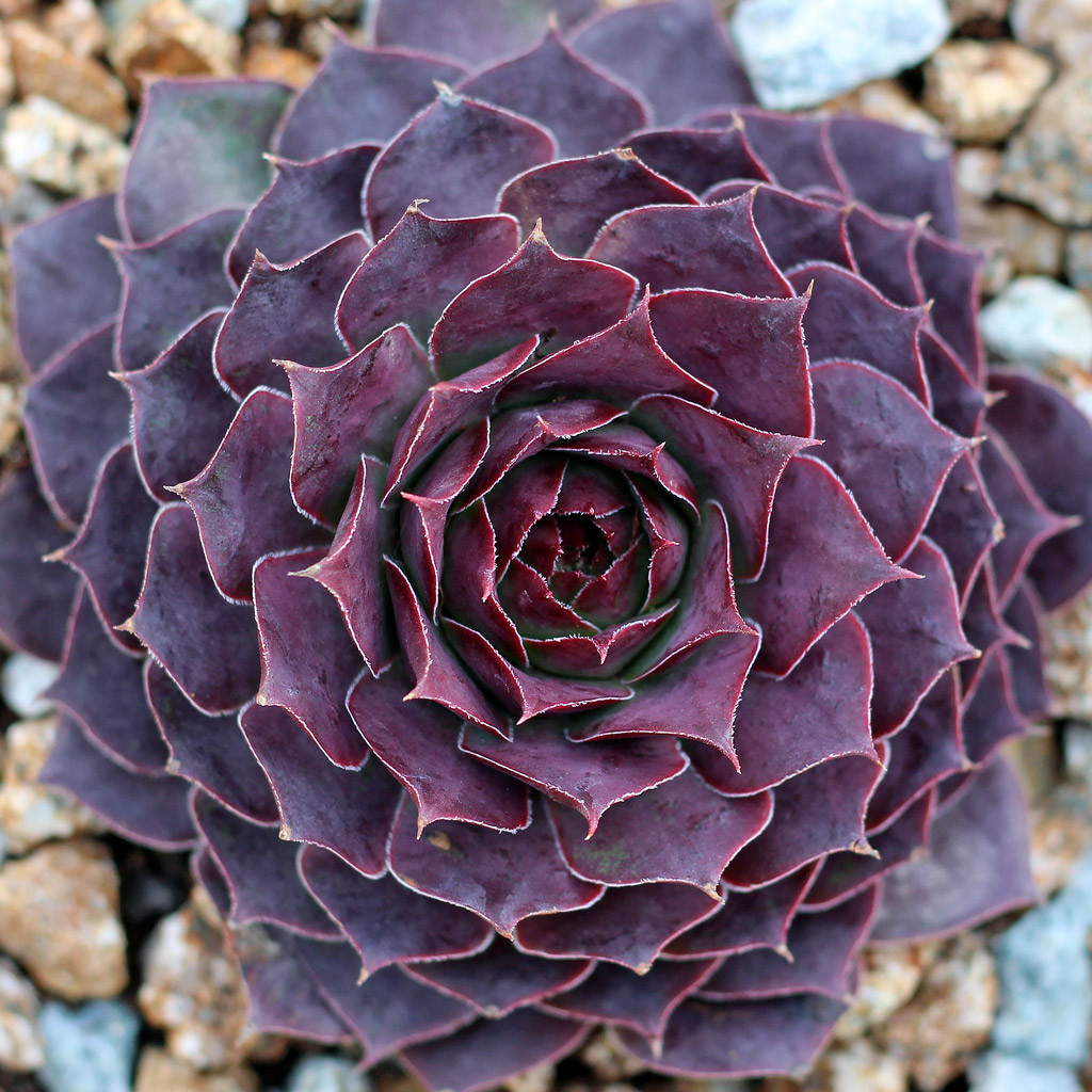 センペルビウム　Jungle Fires Sempervivum 'Jungle Fires' [limited] | MCG™
