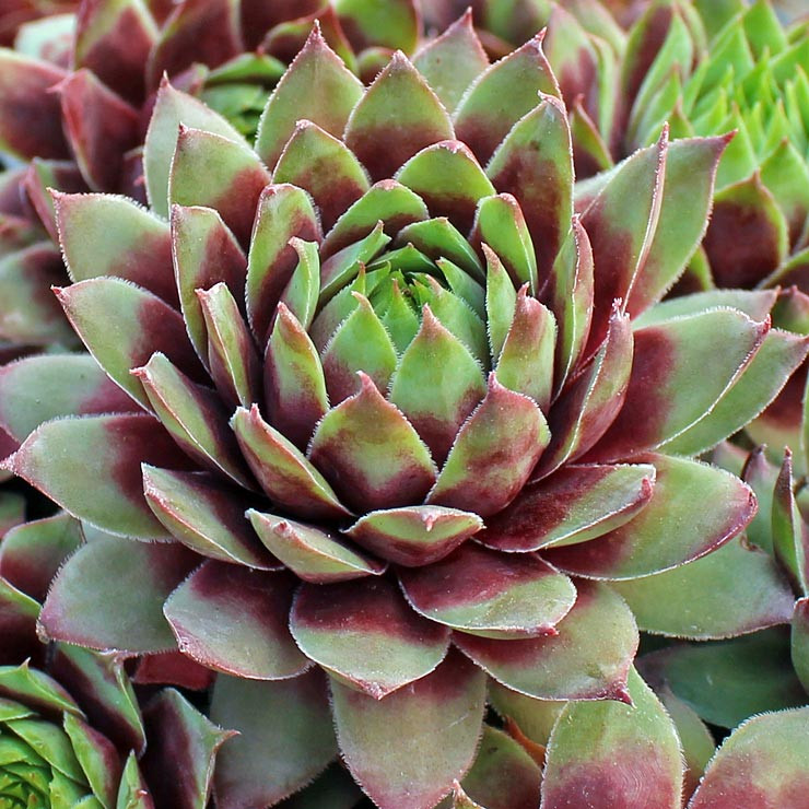 Sempervivum 'Jungle Fires' [limited] | MCG™
