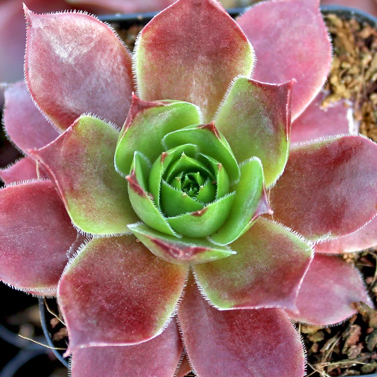 Sempervivum Lowe S 60 Mountain Crest Gardens