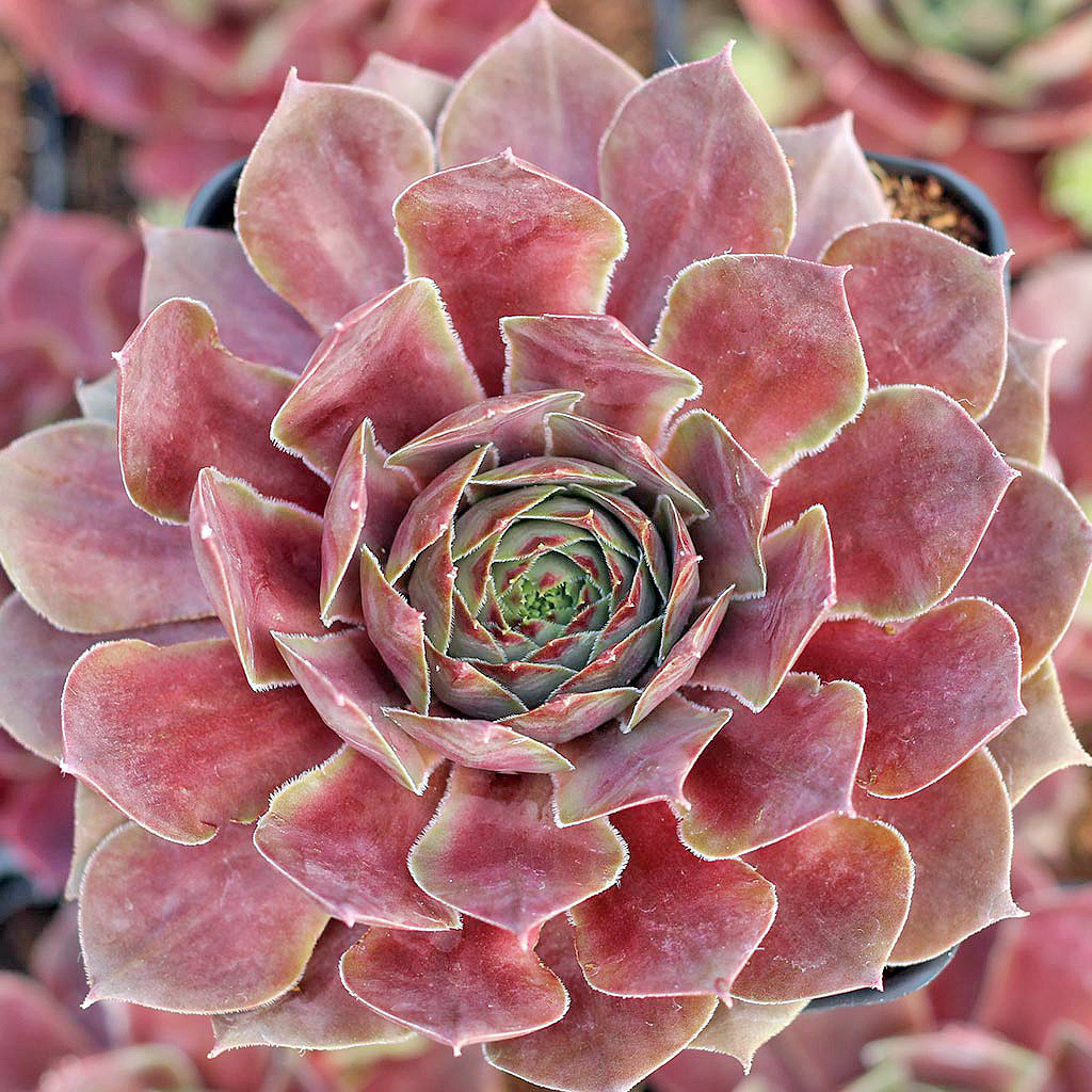 Sempervivum 'Lowes 60' - Mountain Crest Gardens