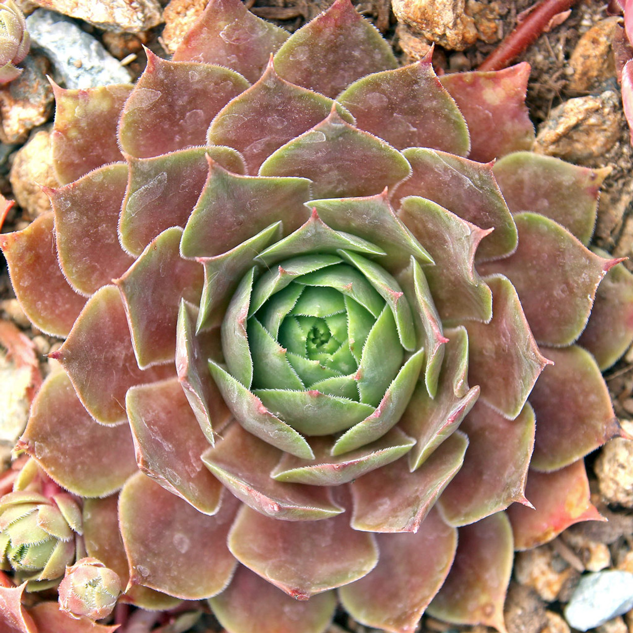 Sempervivum Lowe S 60 Mountain Crest Gardens