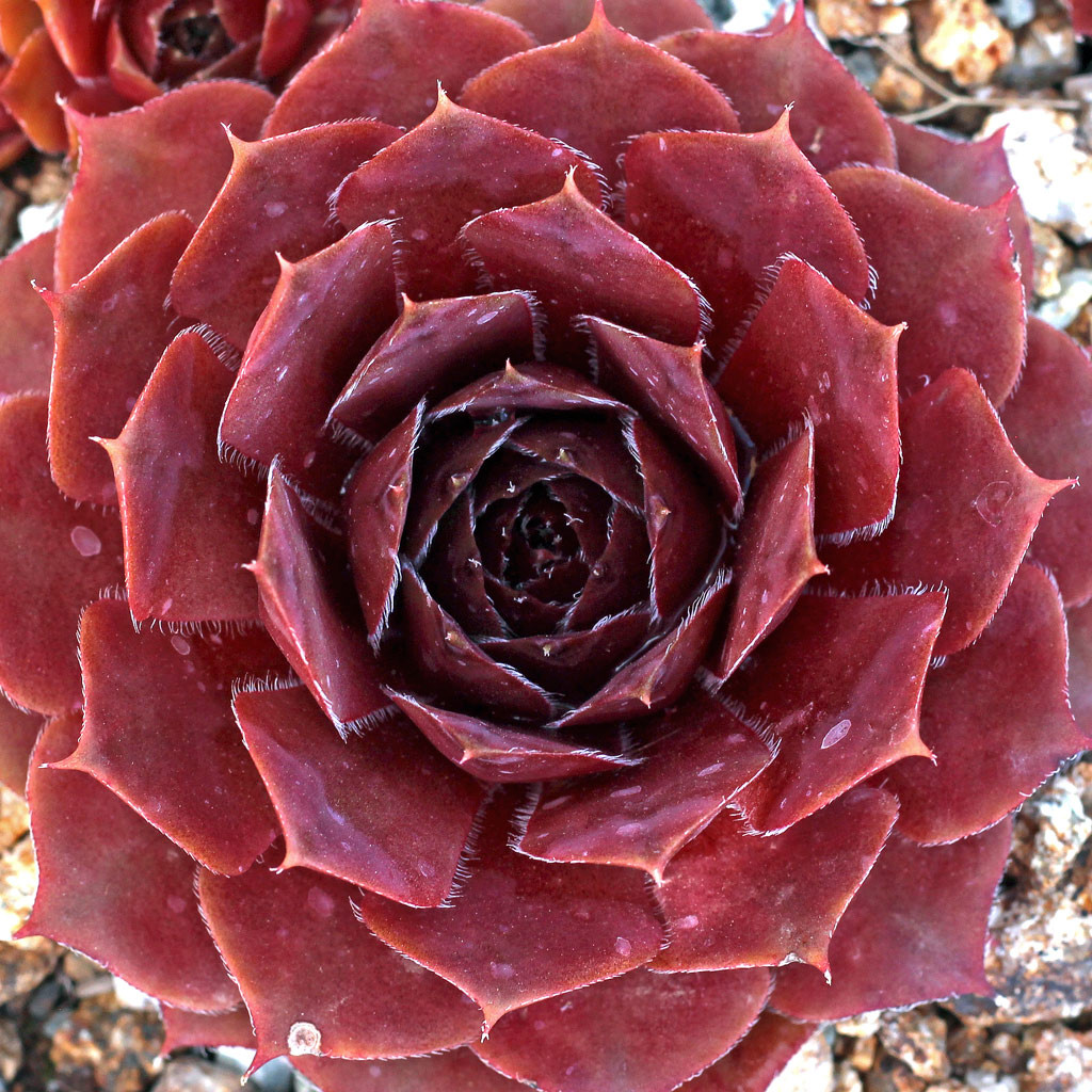 Sempervivum 'Jewel Case' [large] Mountain Crest Gardens™