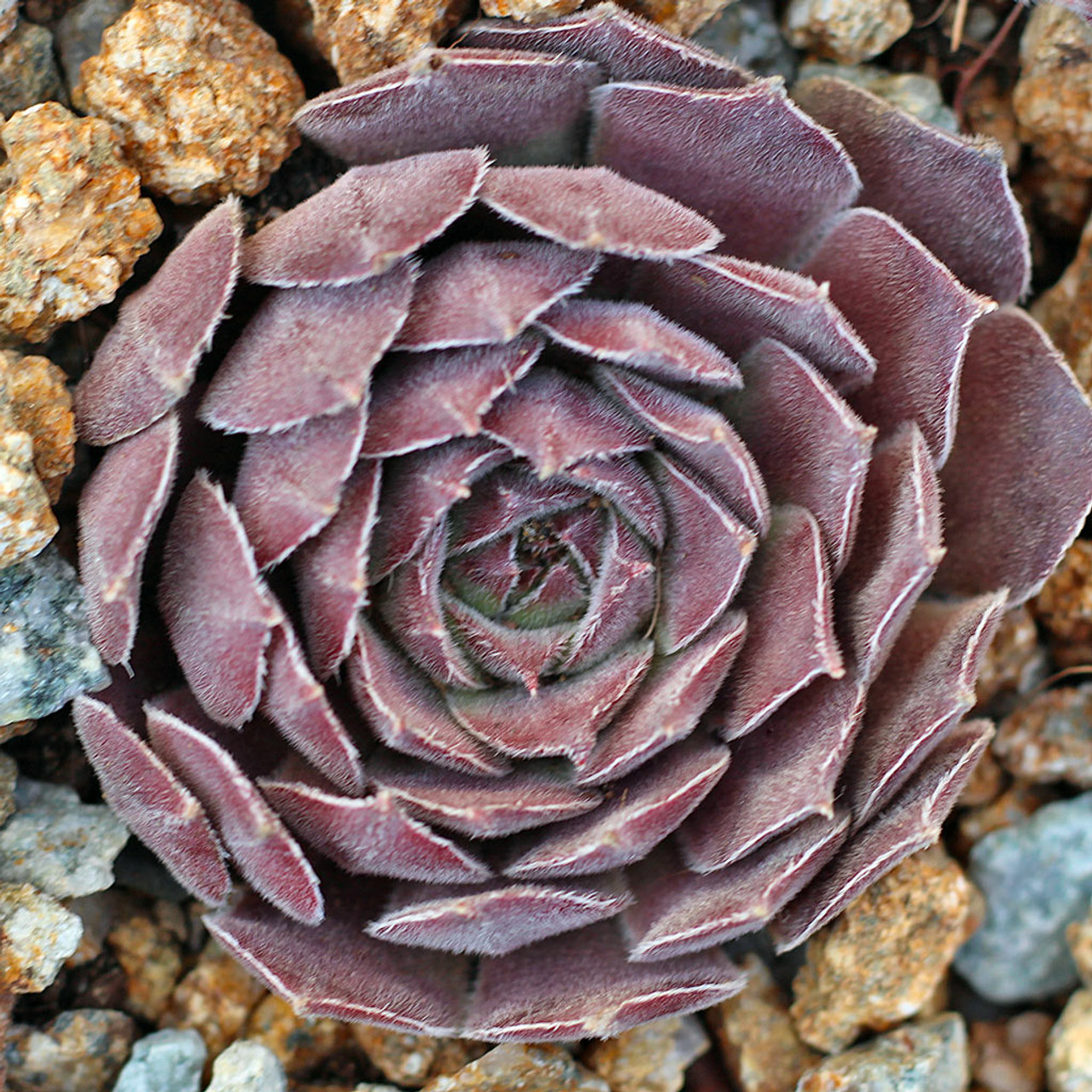 Sempervivum 'Neptune' - Mountain Crest Gardens