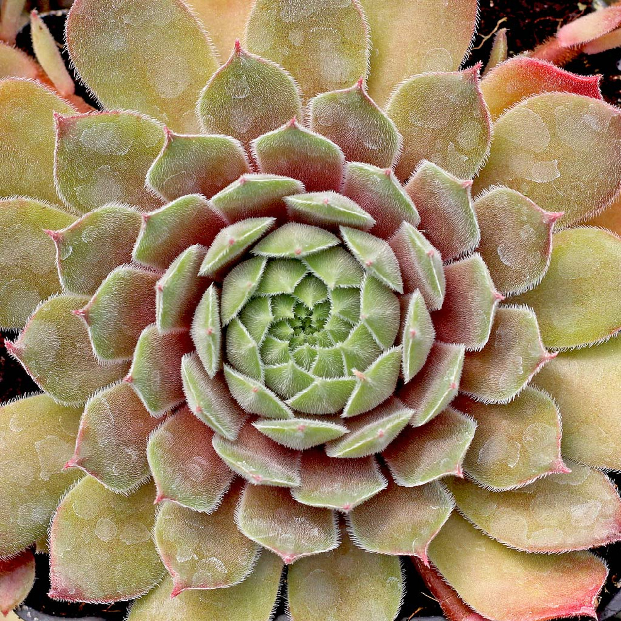 Sempervivum 'Neptune'