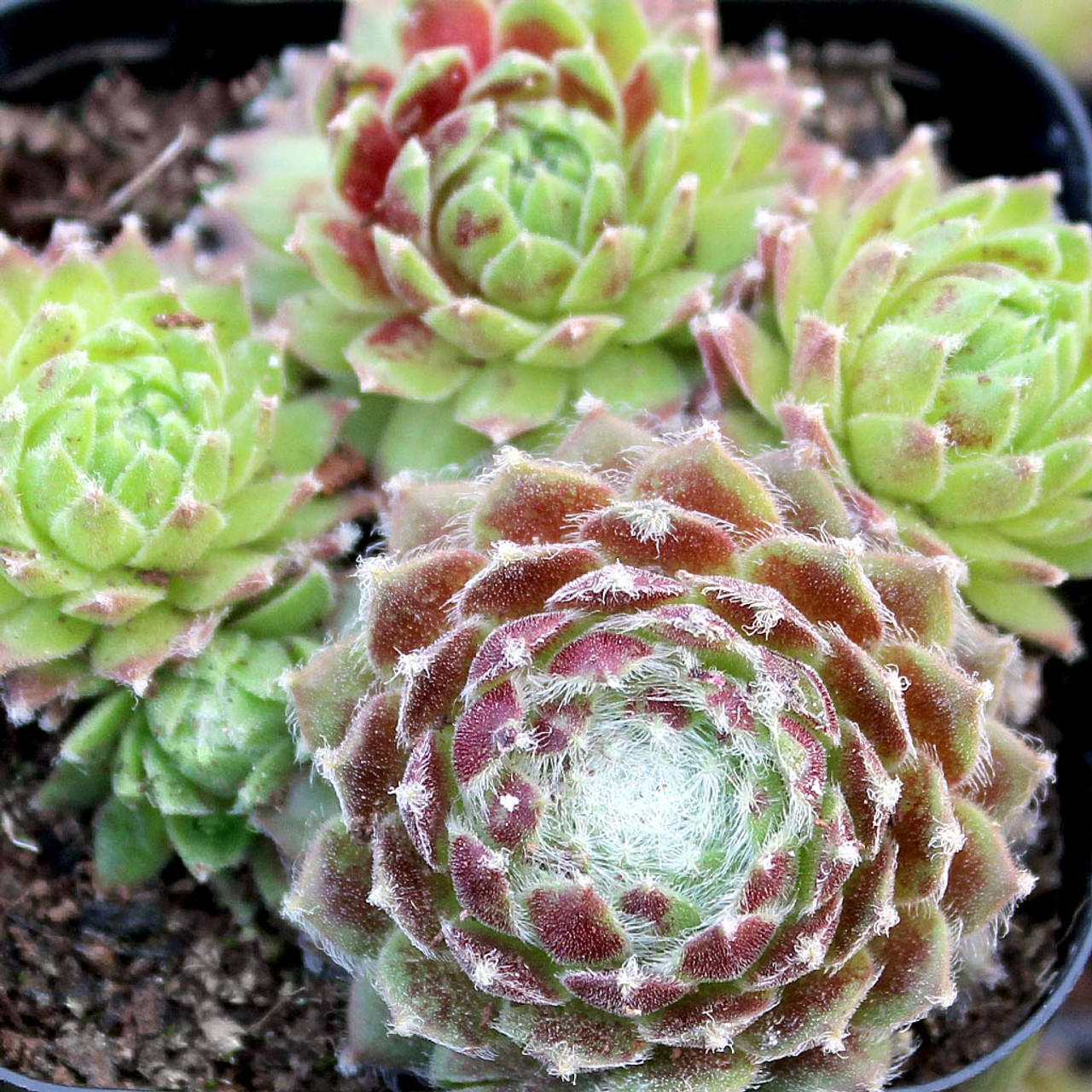 Sempervivum 'King George' | Mountain Crest Gardens™