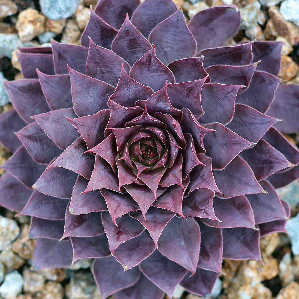 Mountain Crest Gardens Sempervivum - Thumbnail 3