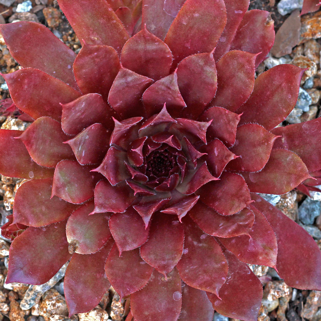 Sempervivum 'Royal Ruby' Mountain Crest Gardens