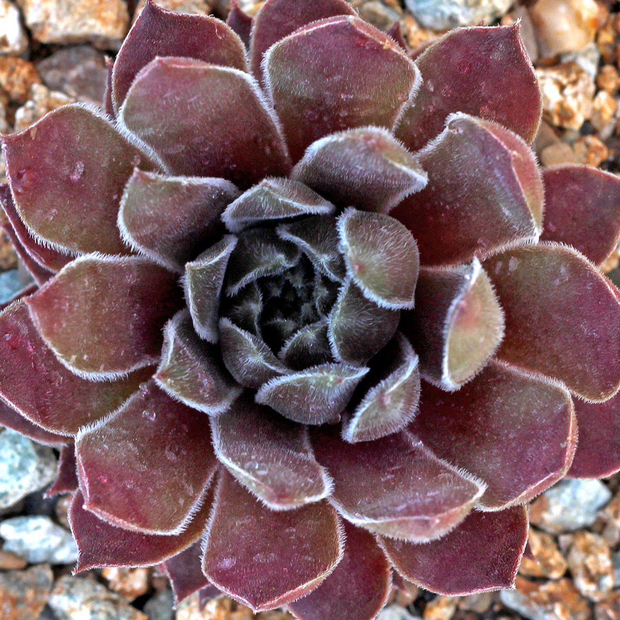 Sempervivum 'Racey' [limited] - Mountain Crest Gardens