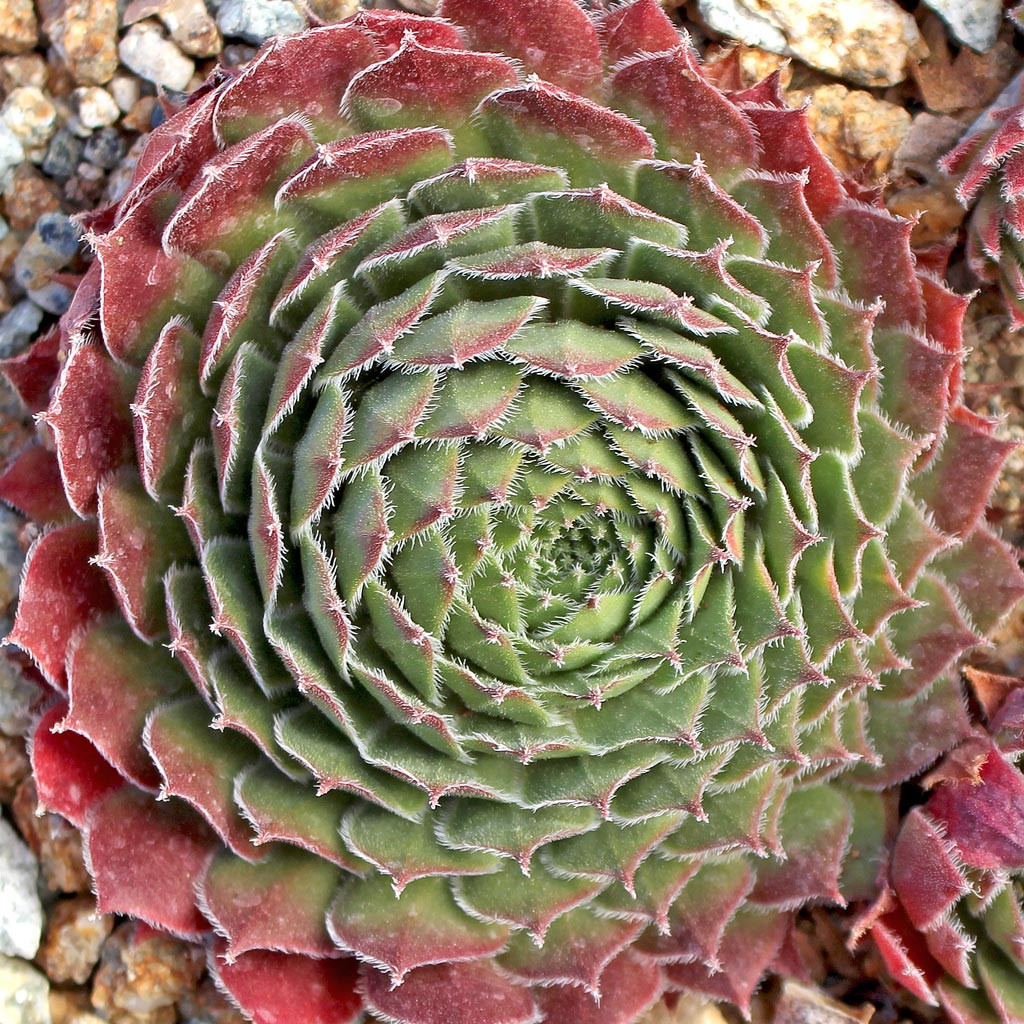 Sempervivum 'Red Wings' - Thumbnail 4
