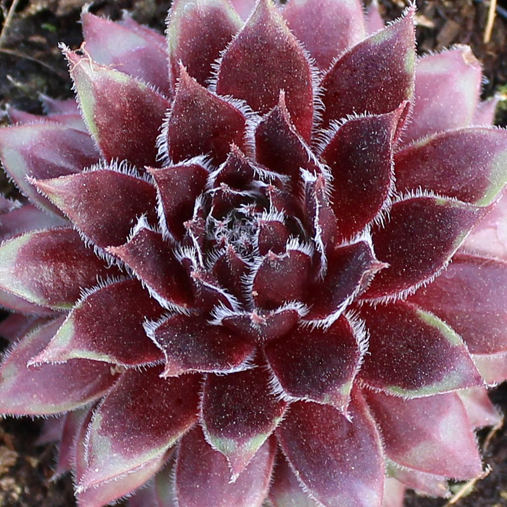Sempervivum 'Red Wings' - Thumbnail 3