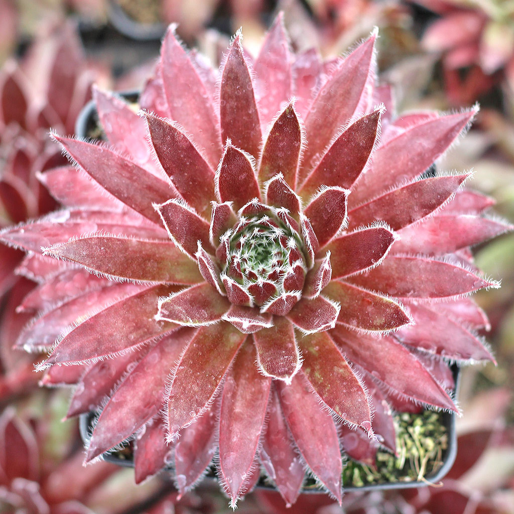 Sempervivum 'Red Wings' - Thumbnail 2