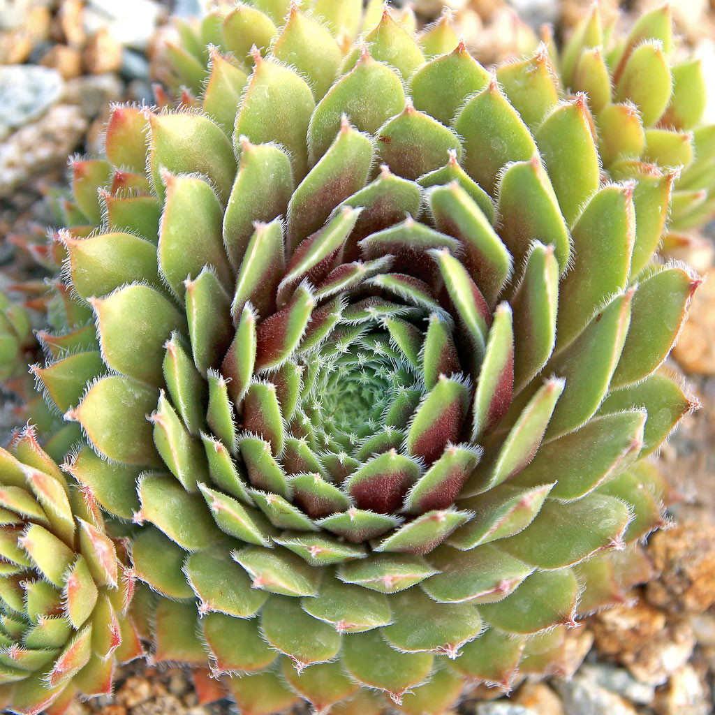 Sempervivum 'Red Wings'