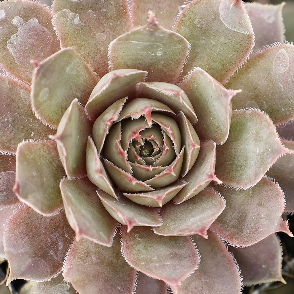 Sempervivum 'Topaz' - Mountain Crest Gardens