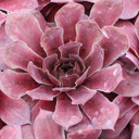 Sempervivum 'Othello' - April