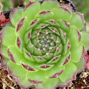 Sempervivum 'Hester' (Young) - April