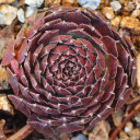 Sempervivum 'Hester' (Outdoors) - January