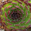 Sempervivum 'Hester' (Outdoors) - May