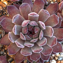 Sempervivum 'Purdy' (Outdoors) - May