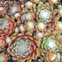 Sempervivum 'Webbi Flame' (Clump) - April