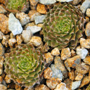 Sempervivum 'Webbi Flame' (Outdoors) - January