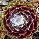 Sempervivum 'Webbi Flame' (Outdoors) - May