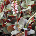 Crassula multicava - March