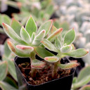 Echeveria harmsii 'Ruby Slippers'