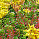 Sedum rubrotinctum - Jelly Bean, Pork and Beans
