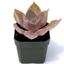 What You Receive - 2in Pot