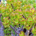 Crassula ovata 'Baby Jade'