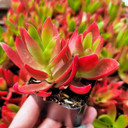 Crassula capitella 'Campfire' - April