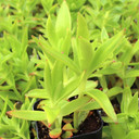 Crassula capitella 'Campfire' - August