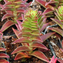 Crassula capitella (Mature) - Mid-summer