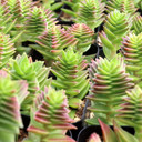 Crassula capitella - Summer