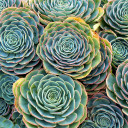 Echeveria 'Imbricata' - Blue Rose (Mature)