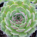 Sempervivum 'Bagdad' (Young) - March