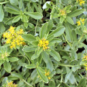 Sedum kamtschaticum 'Sweet and Sour' - July