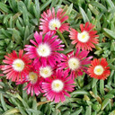 Delosperma dyeri 'Psdold' - Red Mountain Ice Plant
