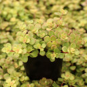 Sedum makinoi 'Limelight'