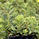 Sedum kamtschaticum var. floriferum 'Weihenstephaner Gold'