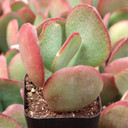 Crassula arborescens - Silver Dollar Jade - June