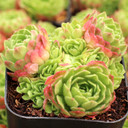 Prometheum muratdaghense - September