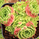 Prometheum muratdaghense - September