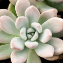 Graptoveria 'Opalina' - September