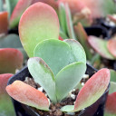 Kalanchoe luciae - Paddle Plant, Flapjacks [limited]