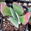Kalanchoe luciae - Paddle Plant, Flapjacks [limited]